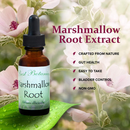 Amber glass bottle of Best Botanicals marshmallow root extract