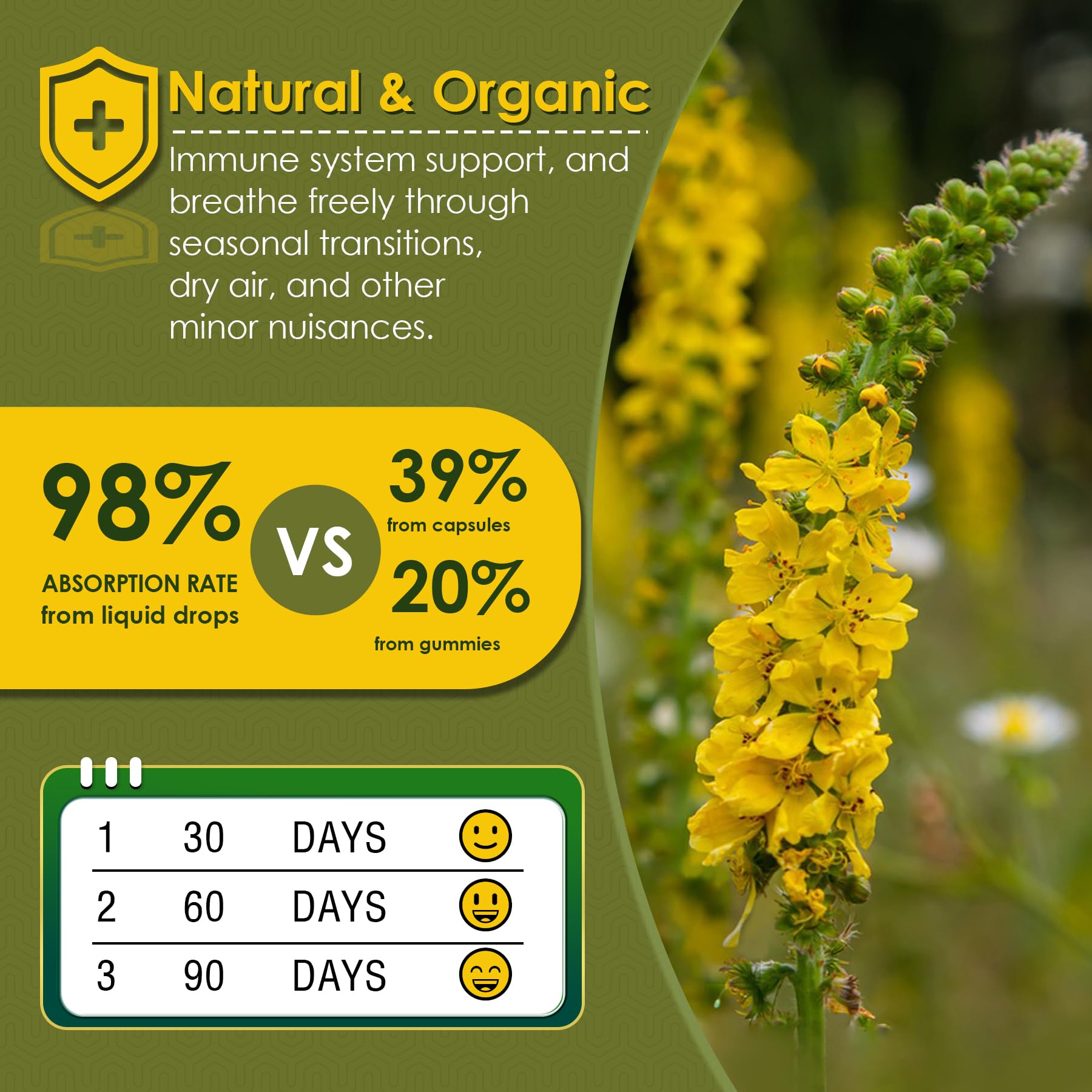 Lilicare Mullein Drops for respiratory health side profile