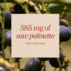 Nature's Way Saw Palmetto Berries capsule quantity and vegan certification markers visible on packaging.