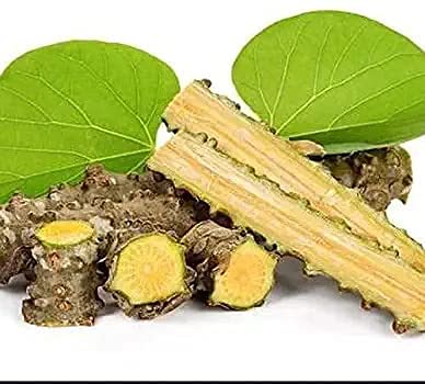Close up view of six inch Ayurvedic Guduchi plant cuttings for home garden cultivation