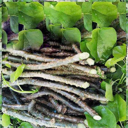 Thirteen pack bundle of fresh Tinospora Cordifolia stems harvested from neem trees