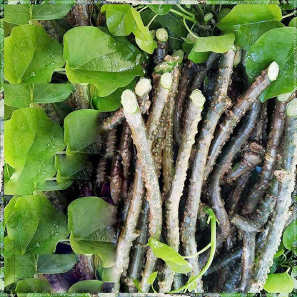 Detailed shot of the cut ends of fresh green Amrita stems highlighting natural moisture