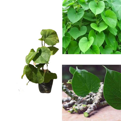 Natural Ayurvedic Giloy plantation sticks pack displayed on a clean background