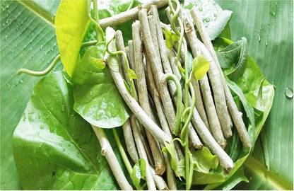 Thirteen pieces of fresh six inch long Guruch stems for immunity boosting rituals