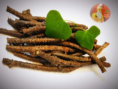 Close up view of raw six inch long green Guduchi herbal sticks