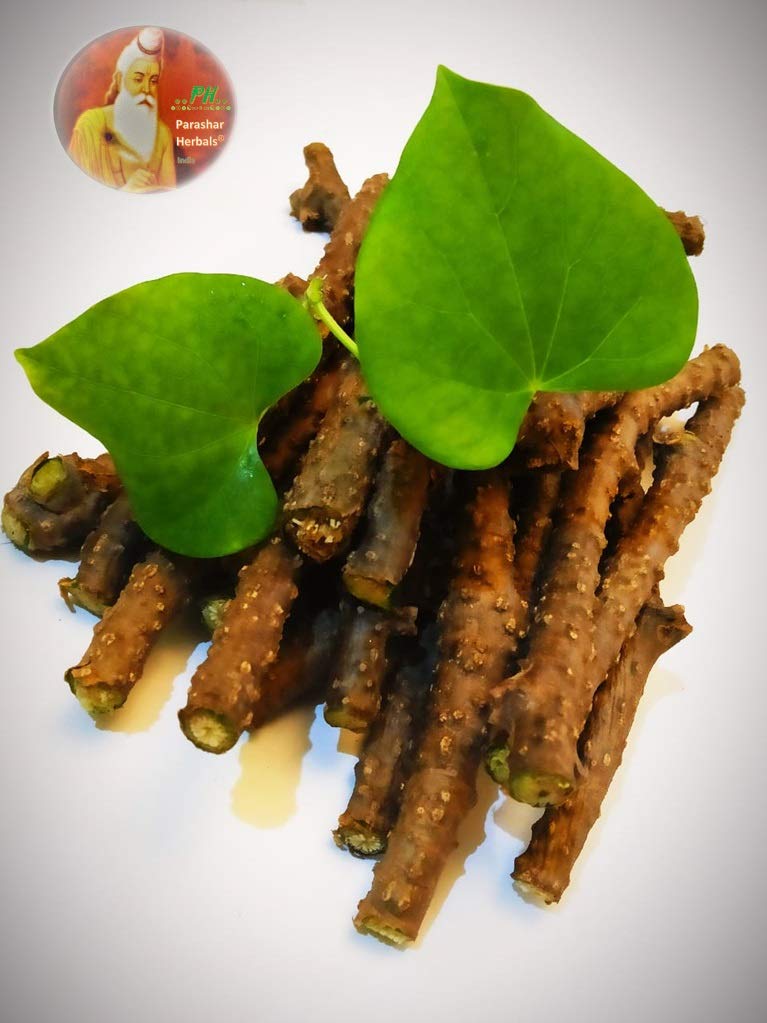 Fresh pure Tinospora Cordifolia stems being crushed for traditional Ayurvedic Kadha preparation