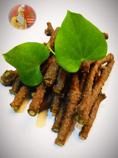 Fresh pure Tinospora Cordifolia stems being crushed for traditional Ayurvedic Kadha preparation