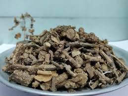 Dried Tinospora cordifolia Guduchi herbal stems for kadha preparation