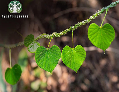 Pure Tinospora cordifolia Giloy powder packaging showing gluten free label
