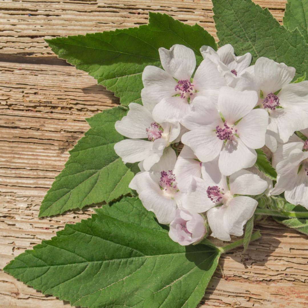 Pure Original Ingredients herbal supplement packaging
