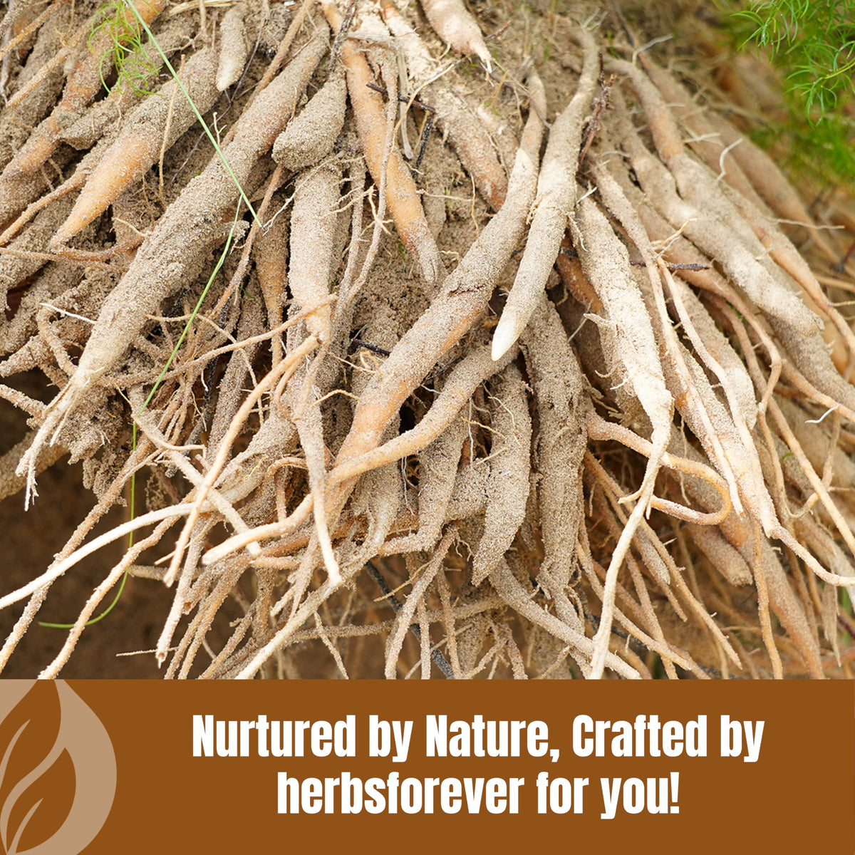Herbsforever Shatavari powder for reproductive health and lactation