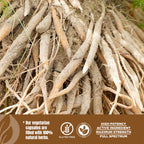 HerbsForever Shatavari Asparagus Racemosus extract bottle
