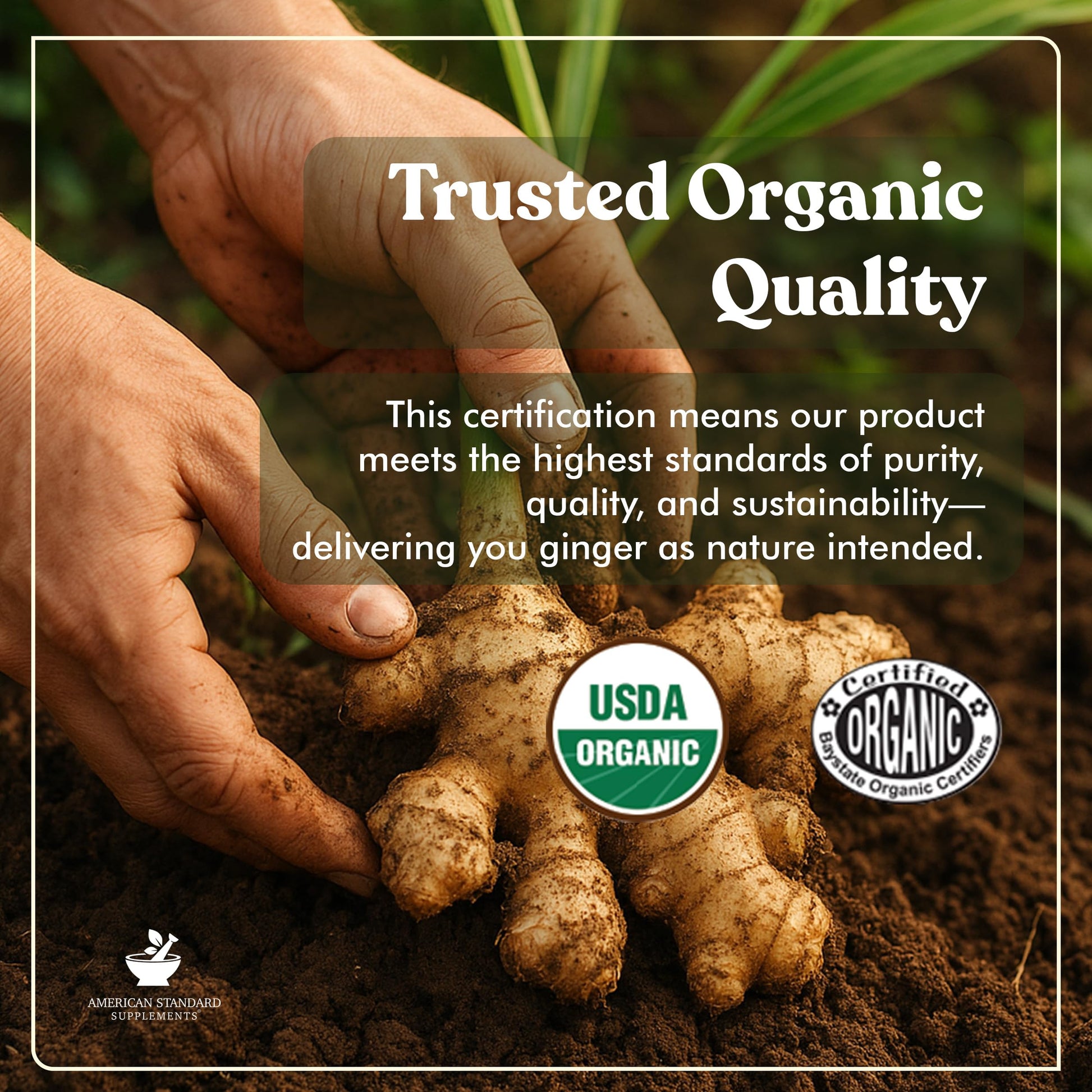 High potency organic ginger pills with black pepper extract for enhanced bioavailability