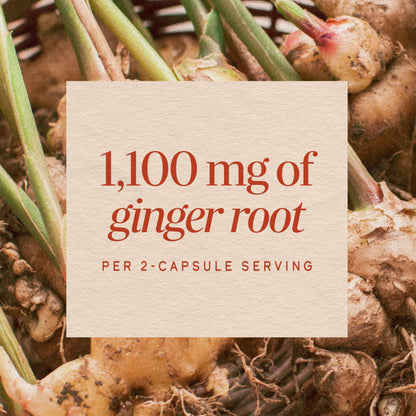 Non GMO project verified ginger root dietary supplement side view panel.