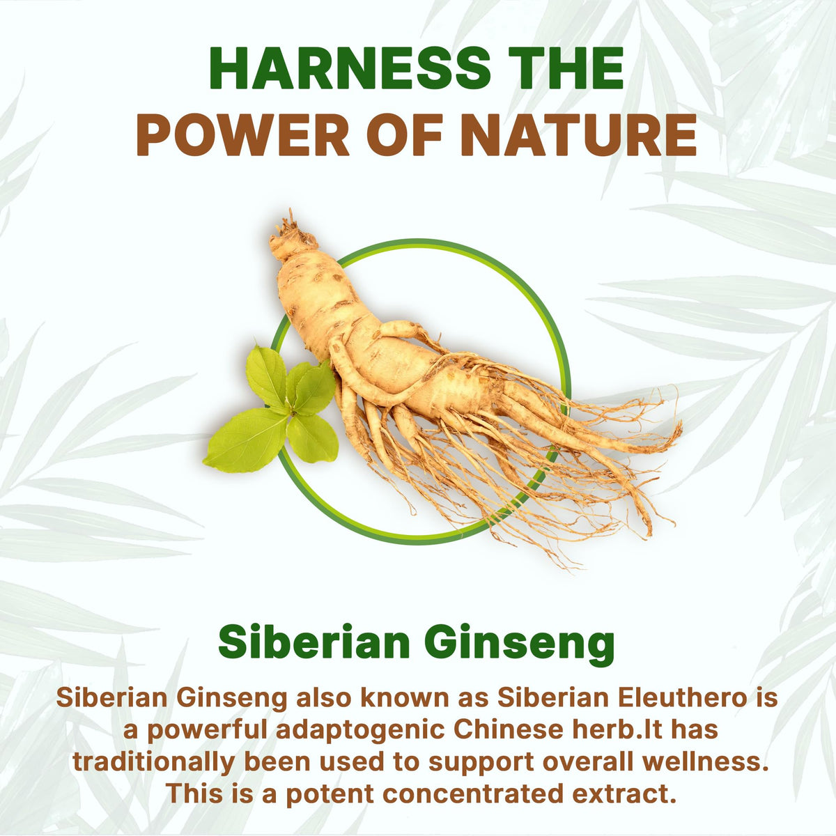 Authentic Go Nutra herbal supplement packaging details