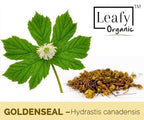 Leafy Organic Goldenseal Root Powder three pack packaging back showing ingredient information
