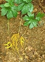 Fifty grams pouch of Calaherb Goldenseal root wellness formula showing botanical verification.