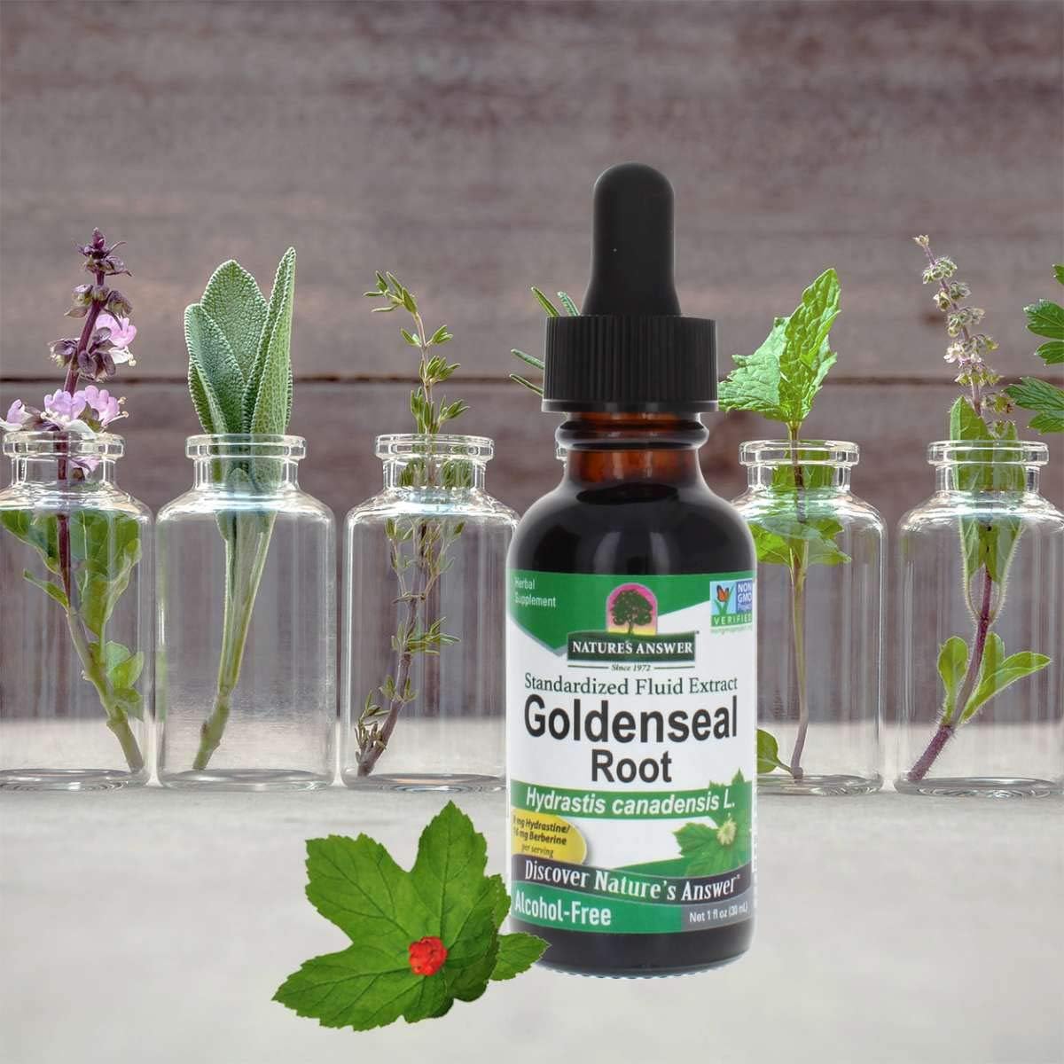 USA imported standardized goldenseal root fluid extract bottle on white background