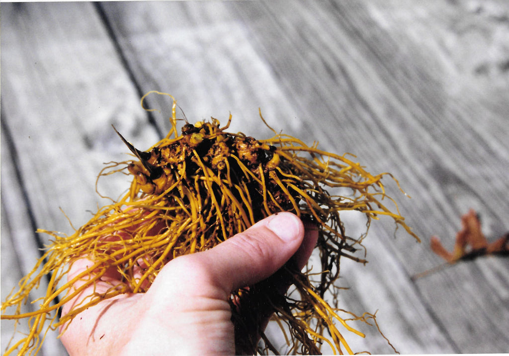 Natural goldenseal root powder herbal supplement serving size display
