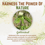 Naturfi Organic Goldenseal Root Powder finely milled herbal supplement texture close up
