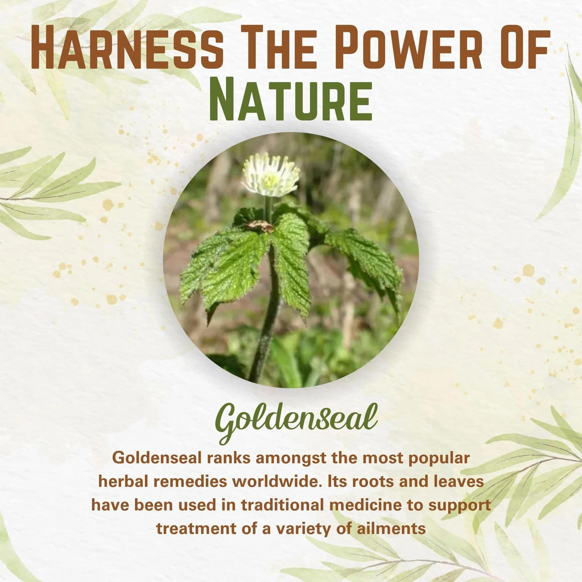 Naturfi Organic Goldenseal Root Powder finely milled herbal supplement texture close up