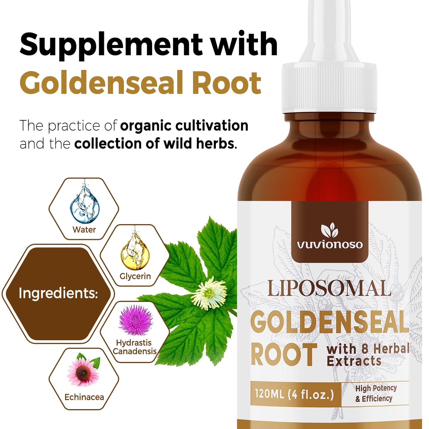 Vuvionoso premium liposomal goldenseal root liquid 4 fluid ounce packaging displaying holistic respiratory care facts.