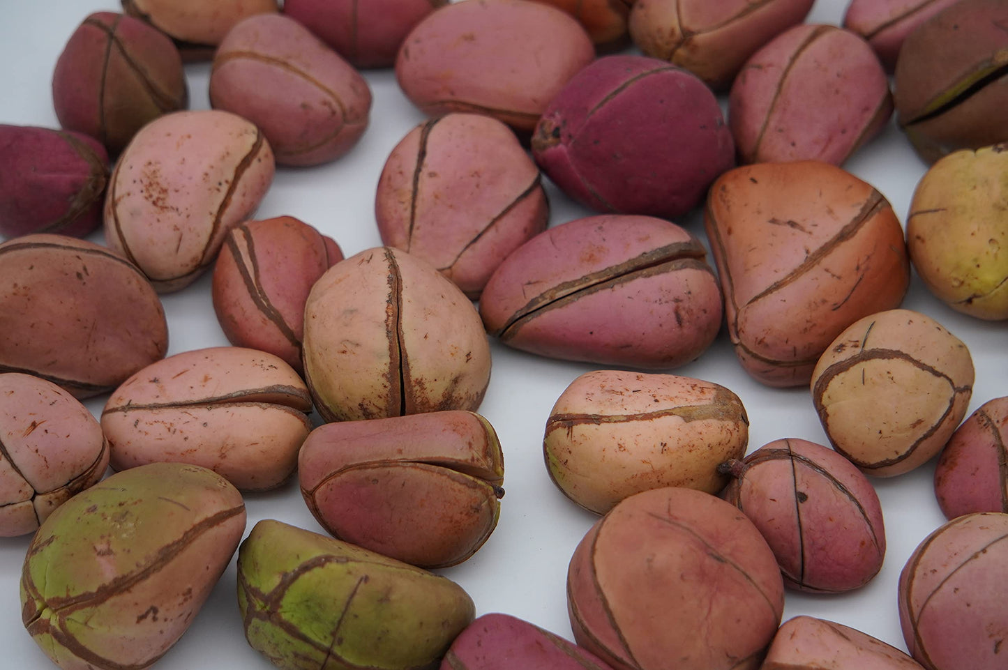 Premium Kola Nutrition whole seeds showcasing texture and natural color