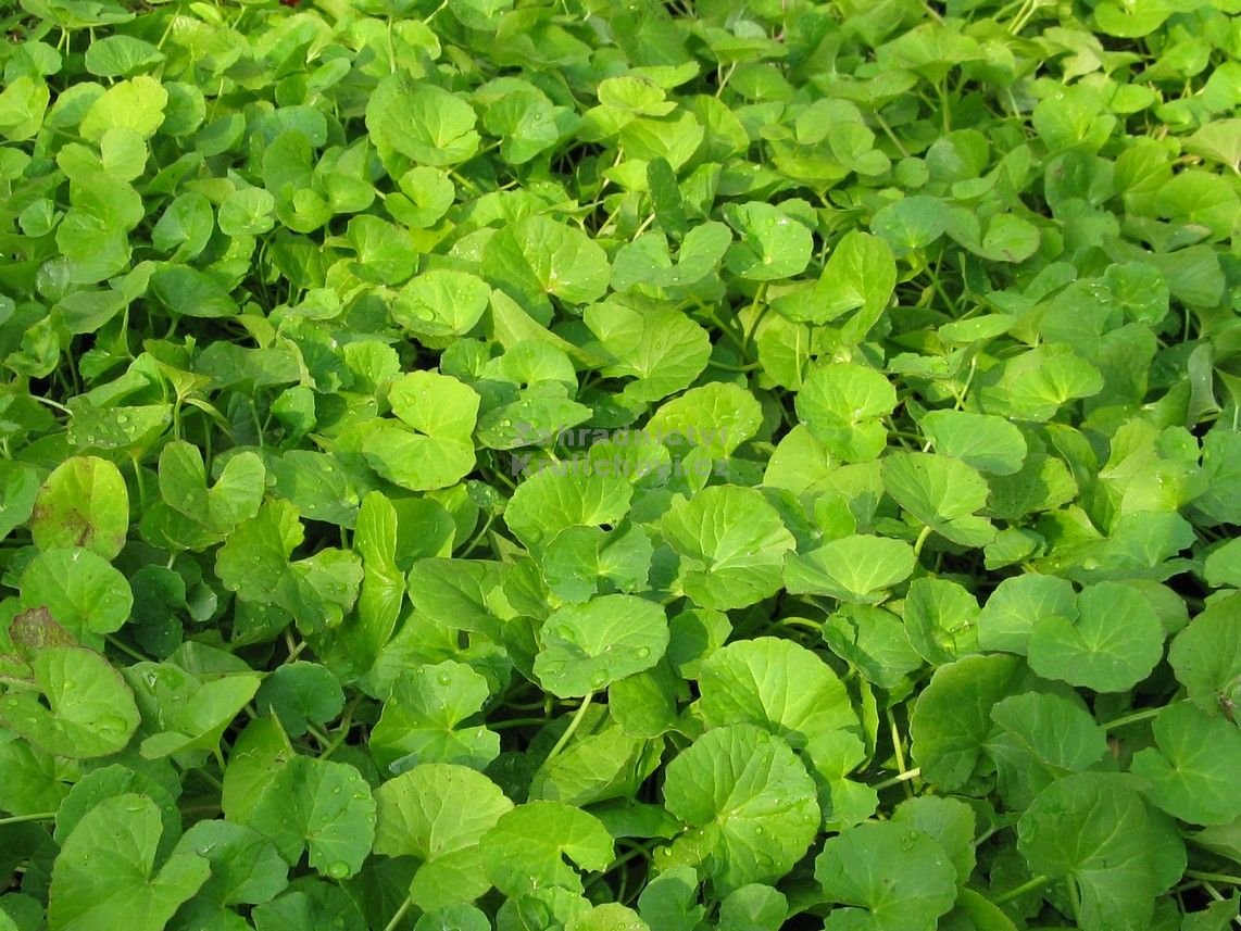 Foodherbs Vallarai Indian Pennywort natural powder formulation label showing FSSAI certification and ingredients list.