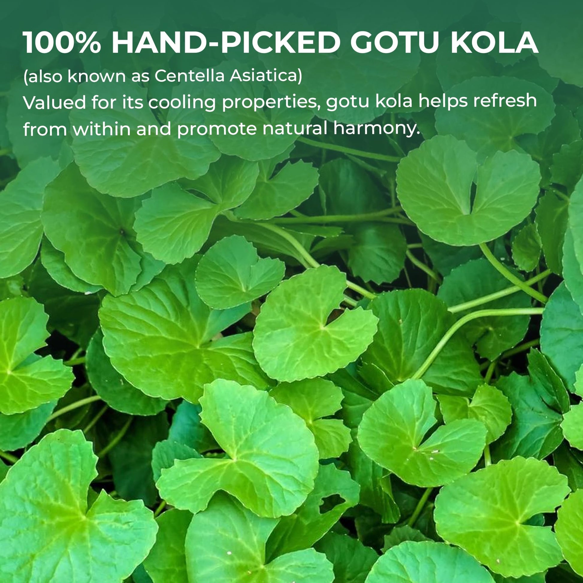 Natural caffeine-free Indian Pennywort supplement for brewing hot herbal tea.
