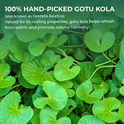 Natural caffeine-free Indian Pennywort supplement for brewing hot herbal tea.
