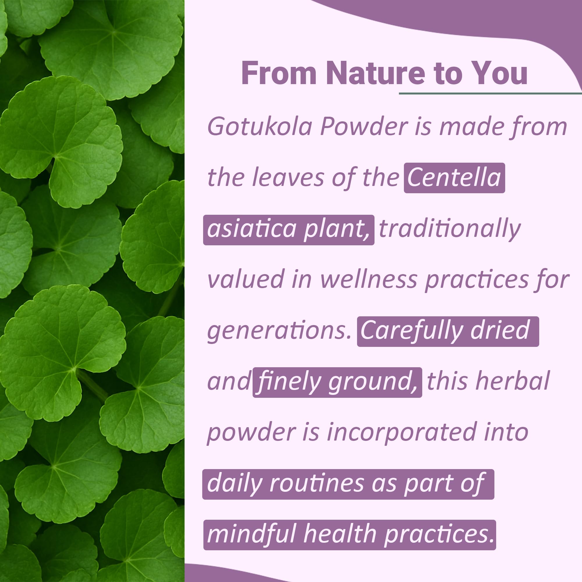 Finely milled Centella Asiatica green herbal powder for wellness