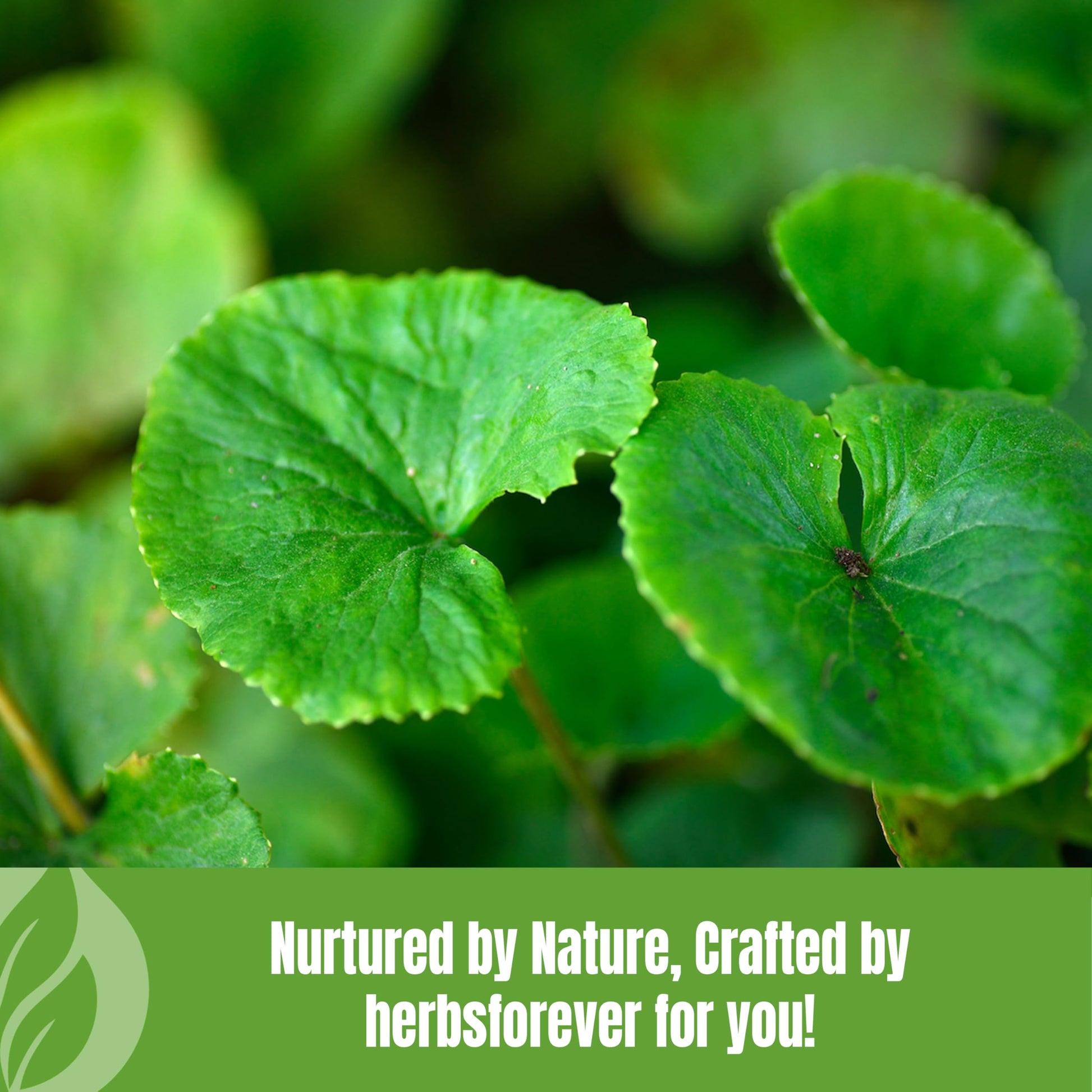 Herbsforever 1 pound bulk Gotu Kola powder for stress relief and focus