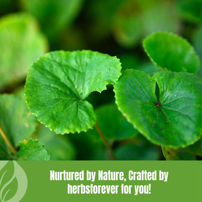 Herbsforever 1 pound bulk Gotu Kola powder for stress relief and focus