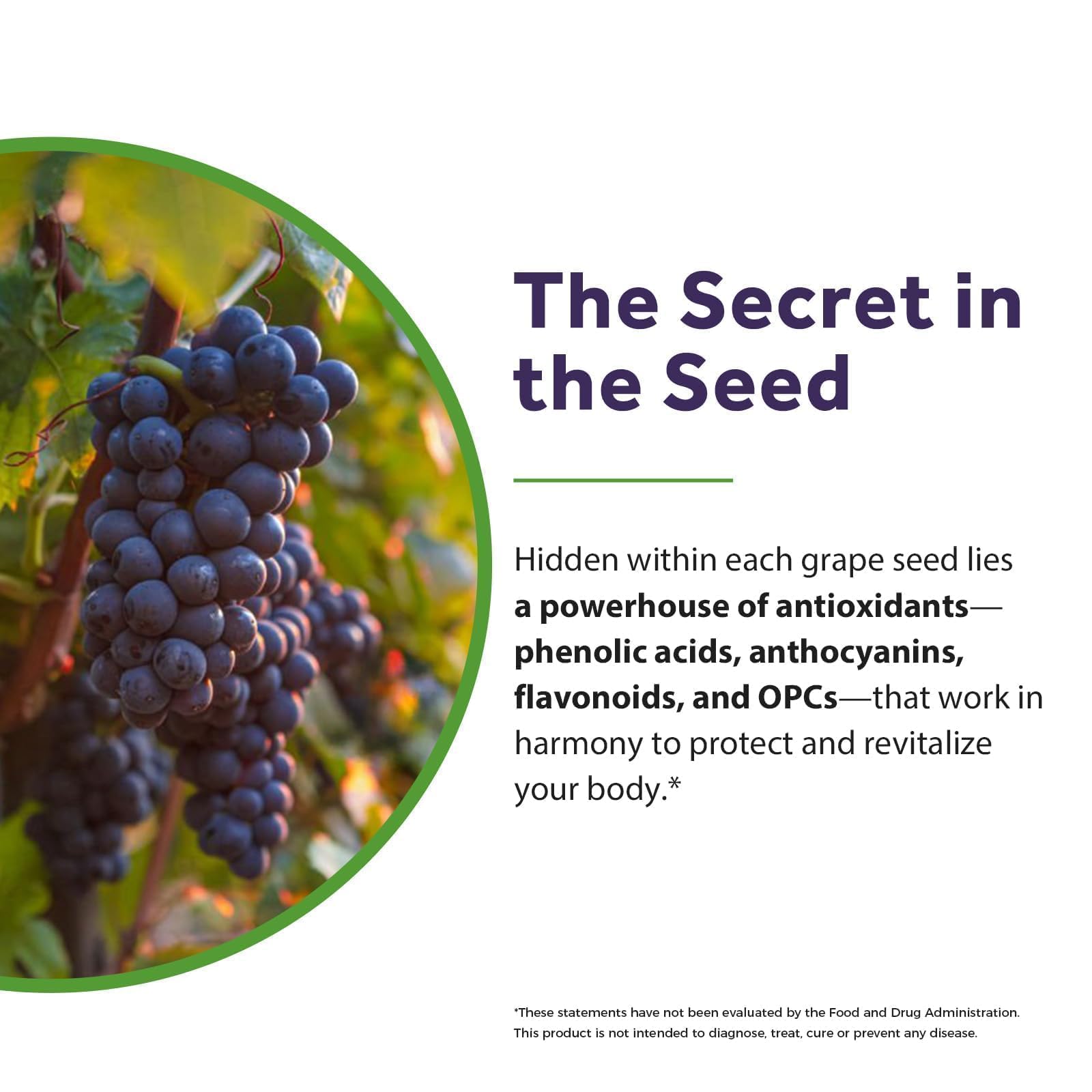 High-strength 95 percent proanthocyanidins grape seed extract bottle