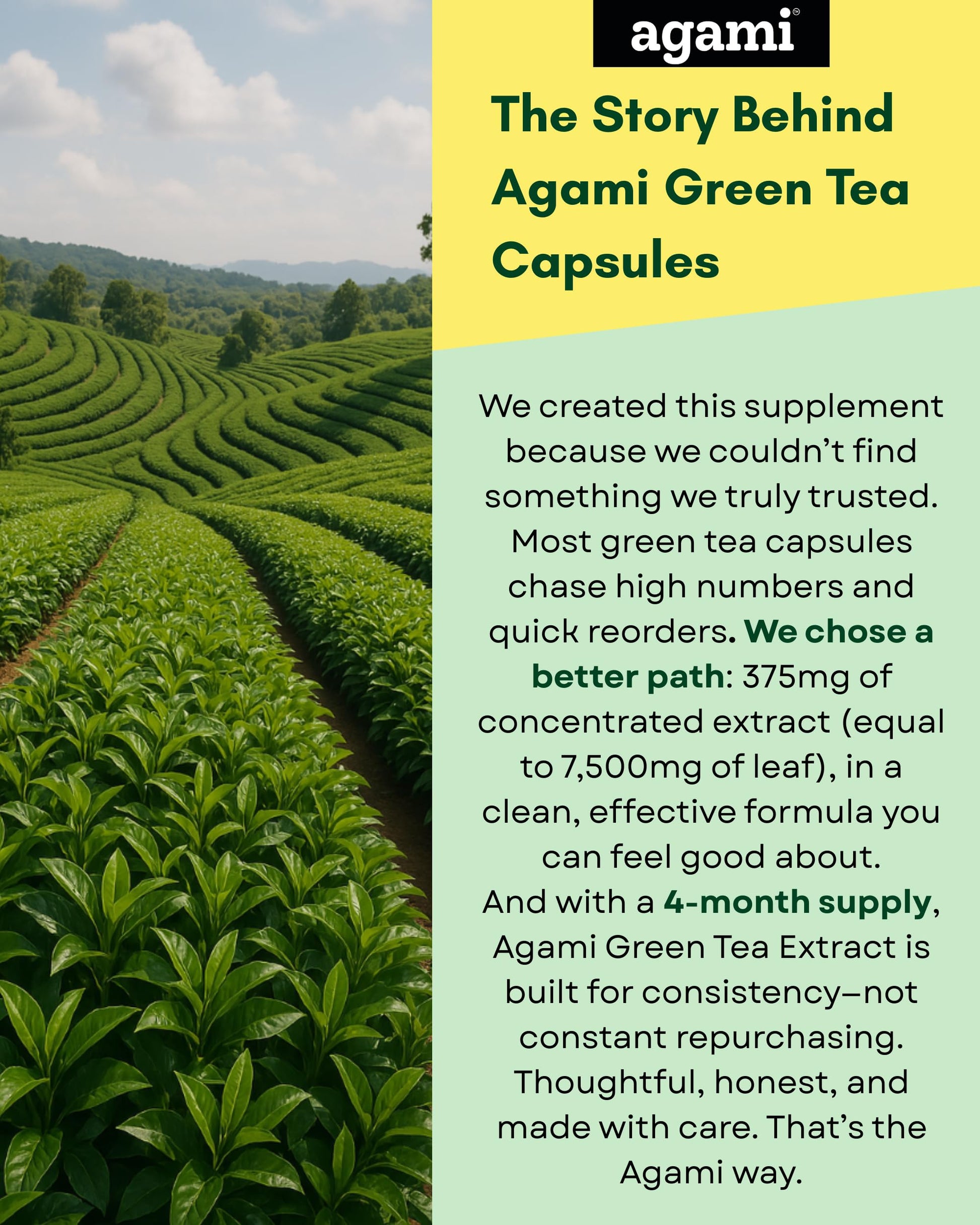 Authentic USA imported Agami green tea supplement bottle