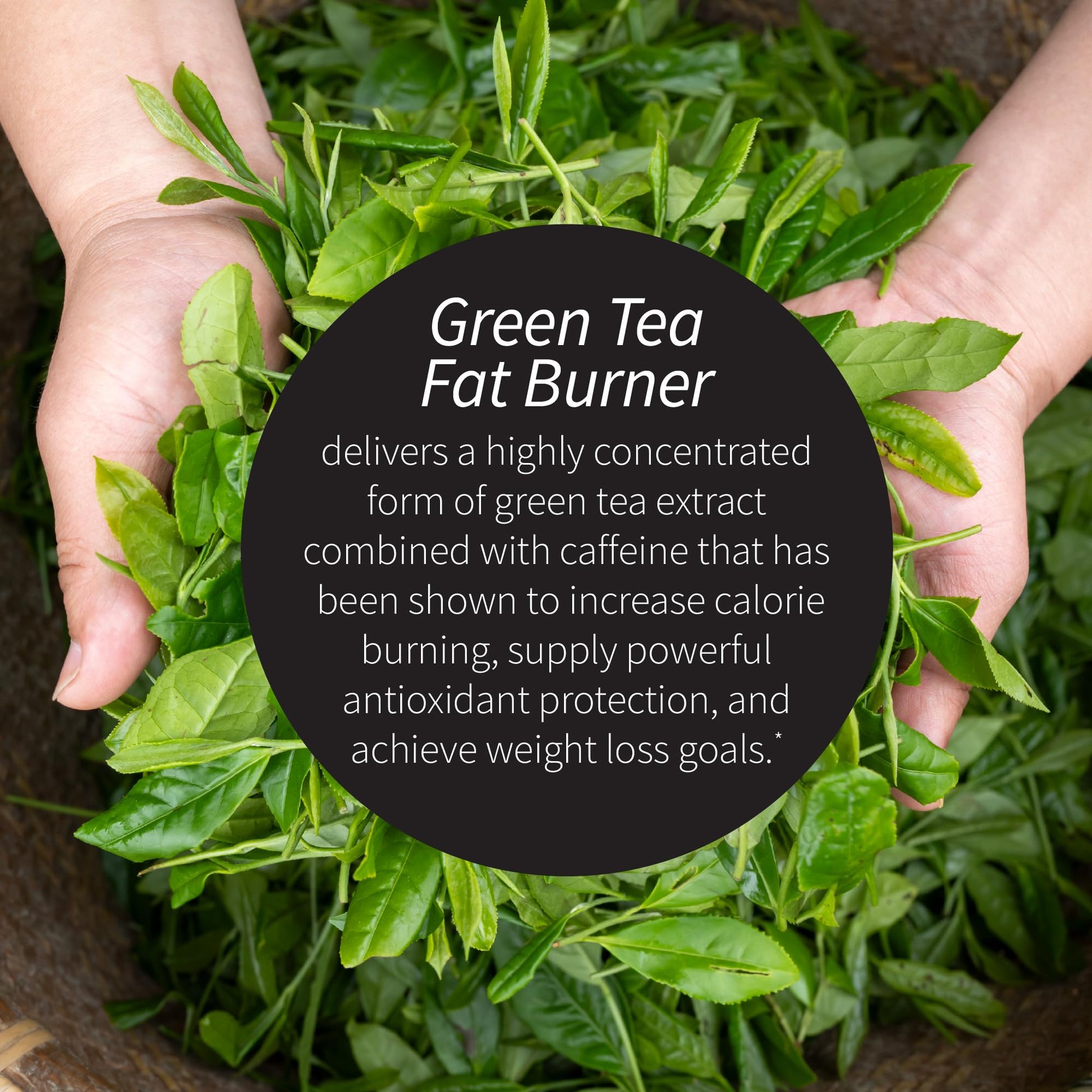 Applied Nutrition Green Tea Fat Burner supplement facts label
