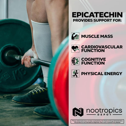 High-purity Epicatechin tablets for muscle recovery