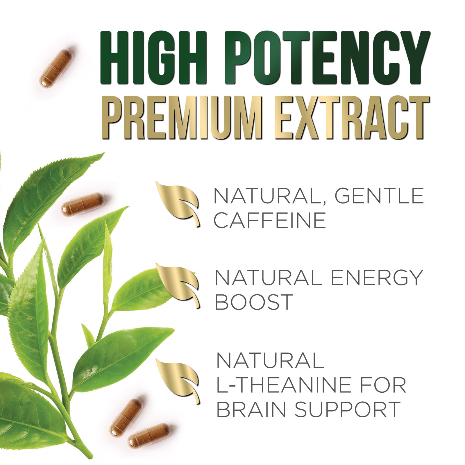 Authentic USA imported green tea extract supplement bottle
