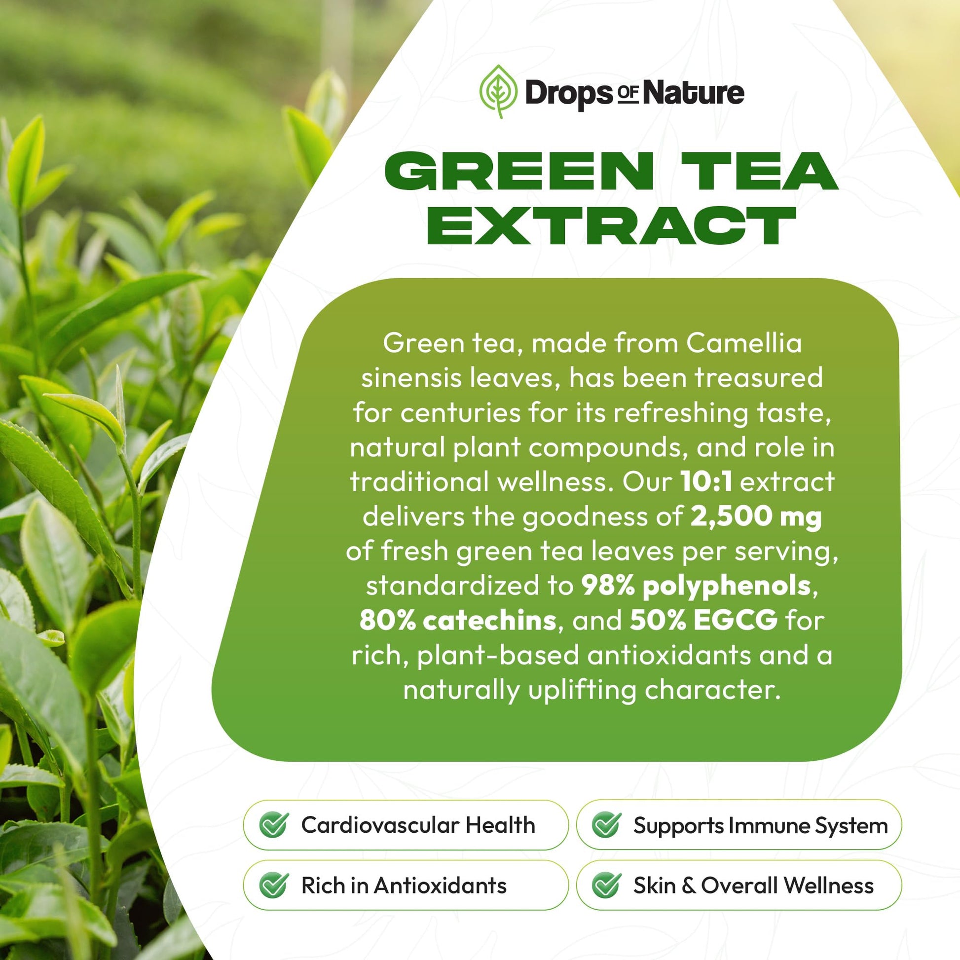 Green tea liquid extract bottle with 50 percent EGCG label