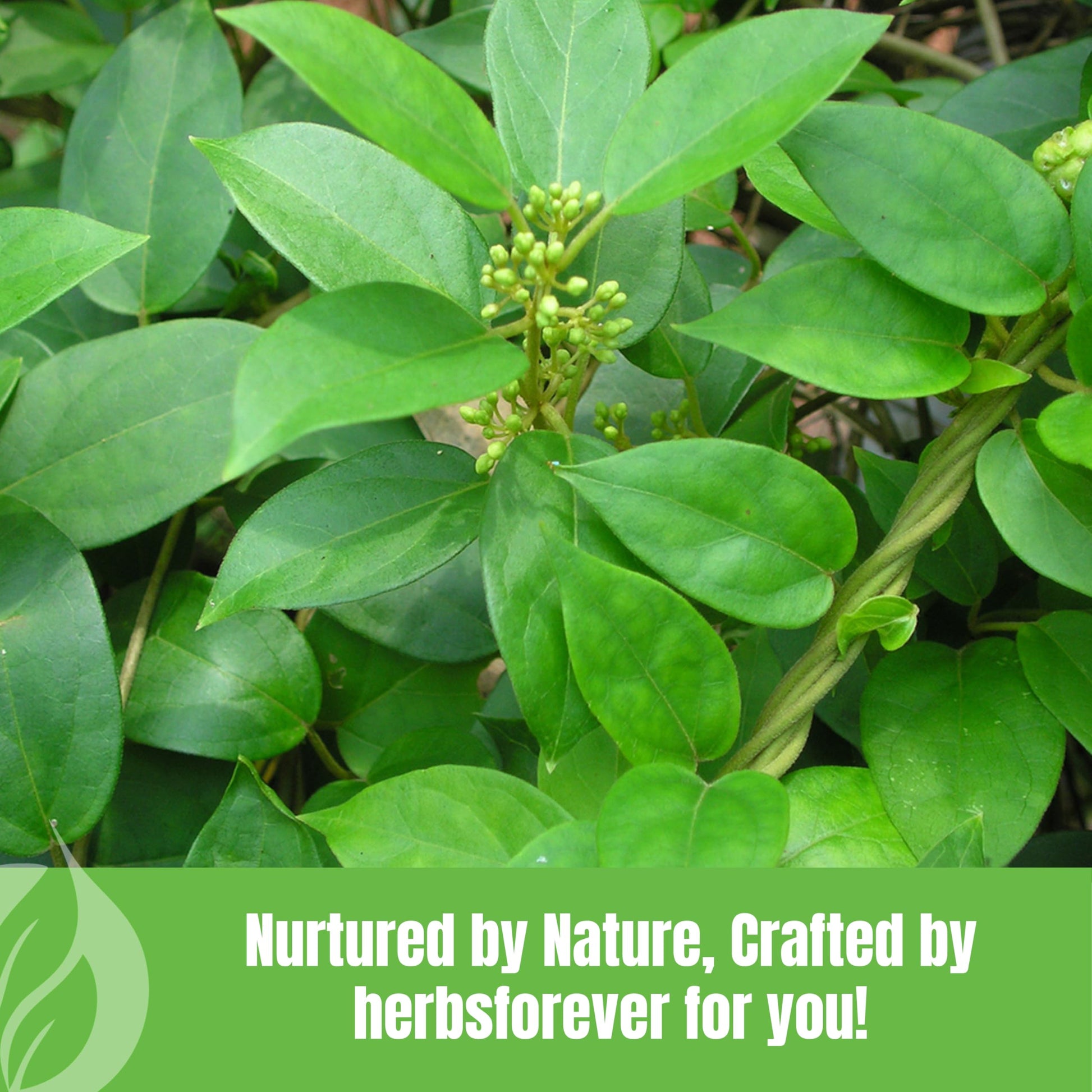 Herbsforever USA imported Gurmar leaf powder bottle showing authentic seal and expiration date print.