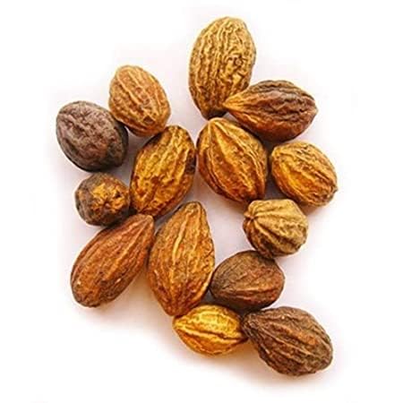 Close up of Scash Haritaki Inknut dried botanical seeds