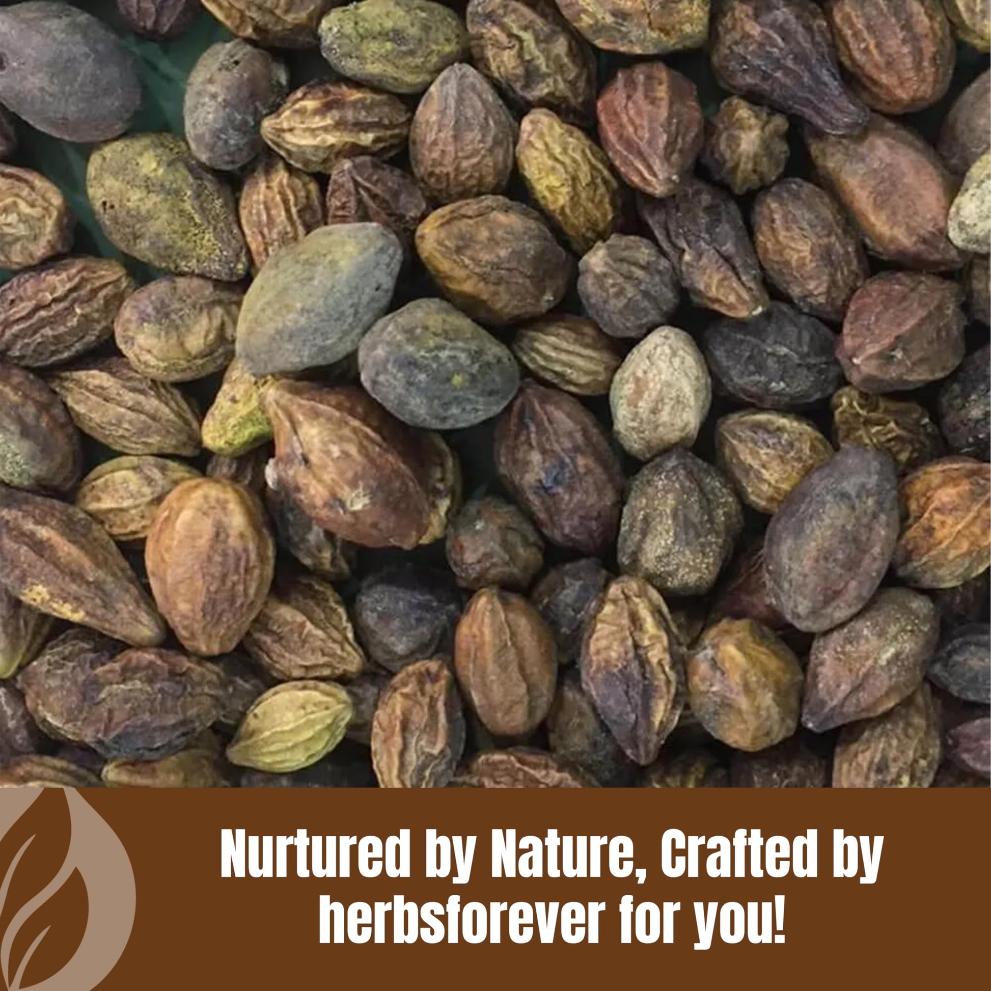 HerbsForever 454 grams wild harvested seedless Haritaki fruit powder packaging base.