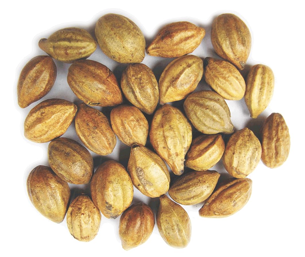Close up of organic dried Terminalia chebula whole fruit