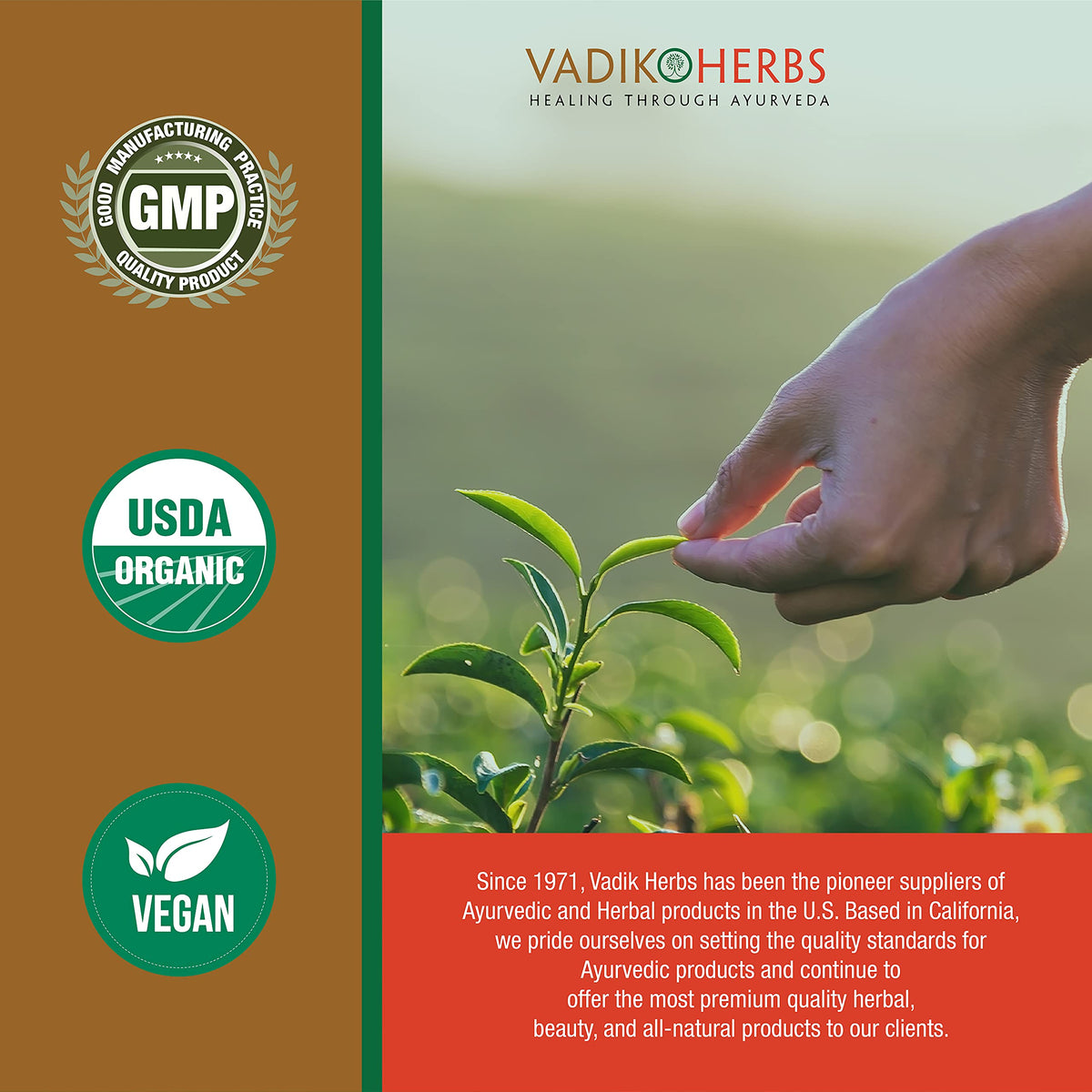 Close up of Vadik Herbs organic Haritaki fruit extract bottle