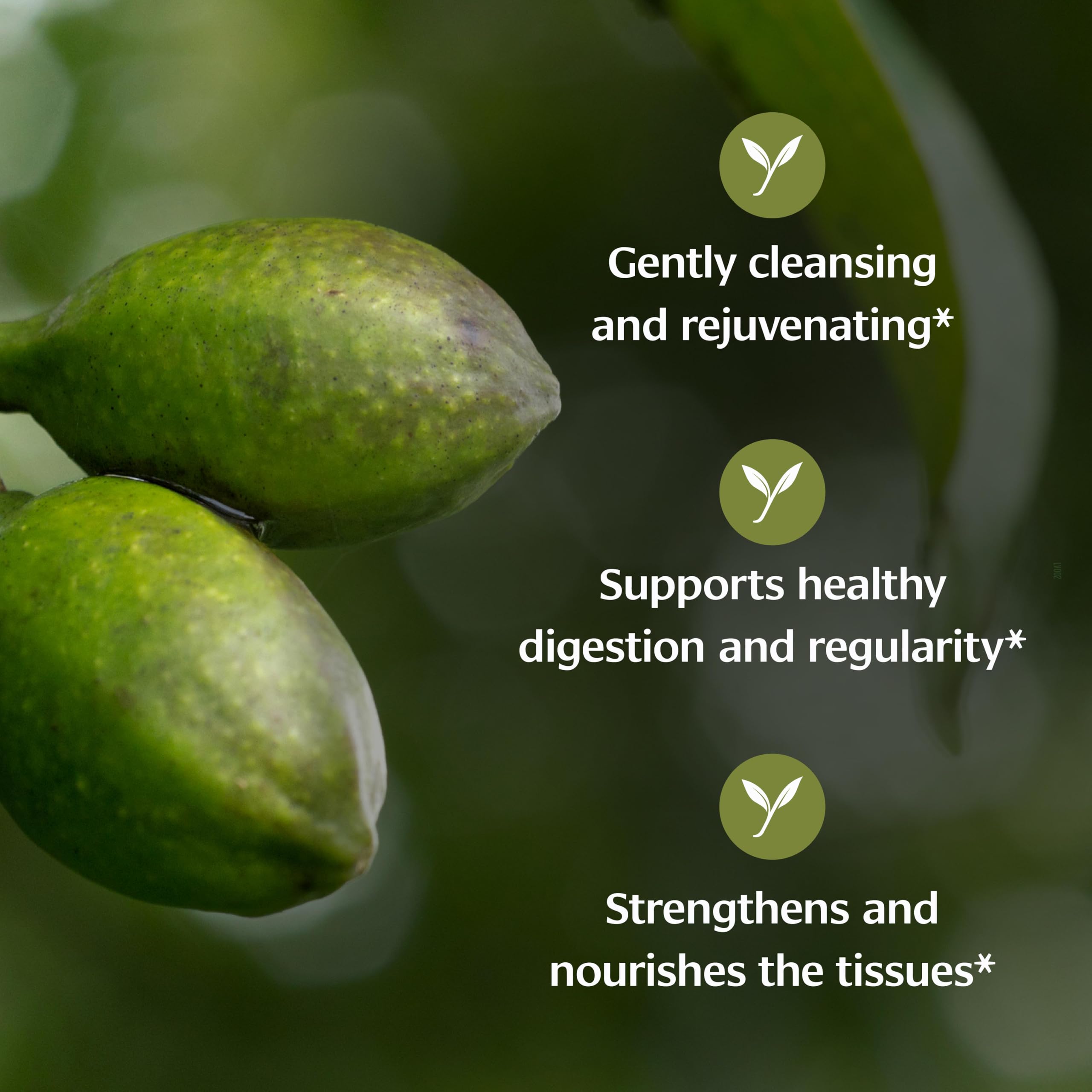 Banyan Botanicals Haritaki Powder bulk supplement bag containing certified organic Terminalia chebula for colon cleansing.