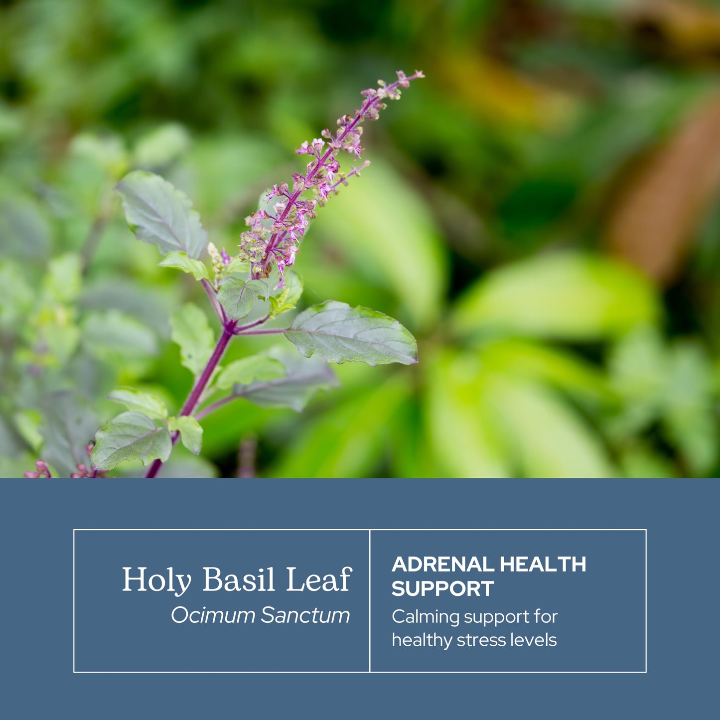 Back of Eclectic Herb Holy Basil bottle showing ingredients
