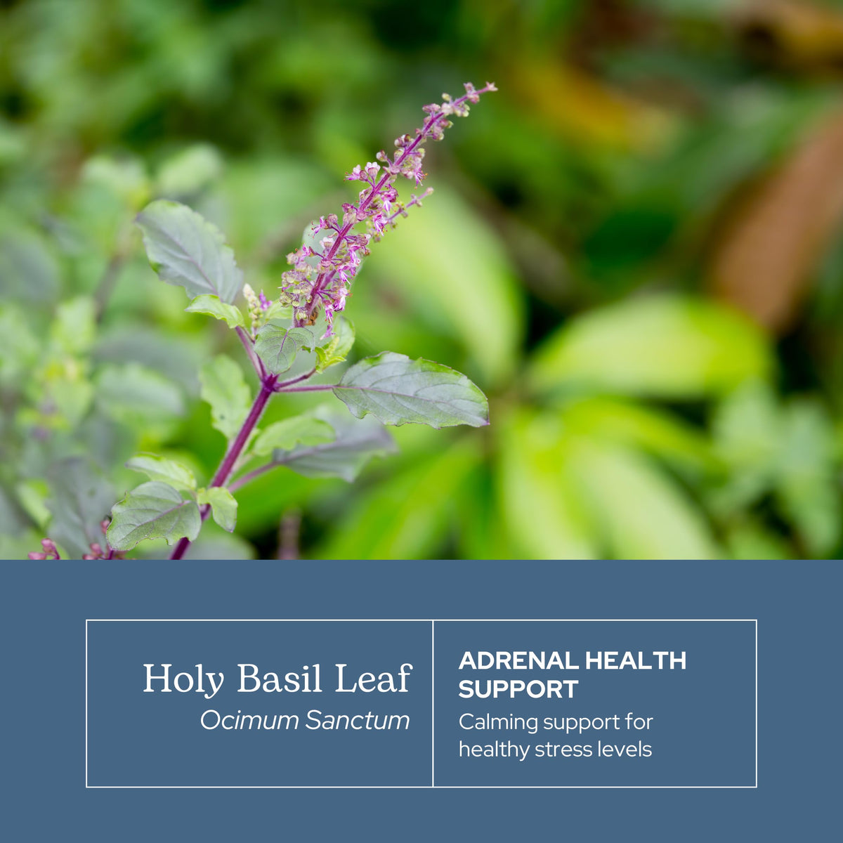 Back of Eclectic Herb Holy Basil bottle showing ingredients