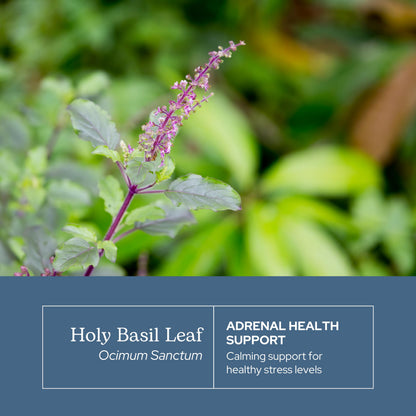 Back of Eclectic Herb Holy Basil bottle showing ingredients