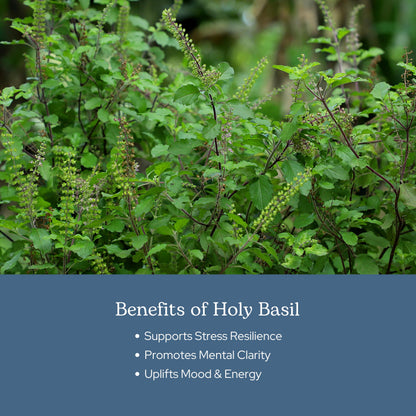Side view of Eclectic Herb Holy Basil supplement packaging