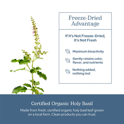 Top view of Eclectic Herb Holy Basil capsule bottle cap